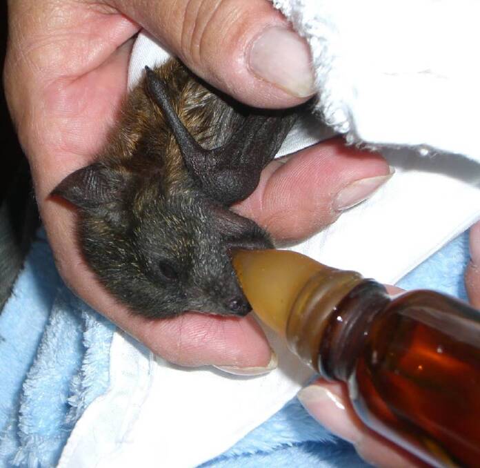 HELP NEEDED: A rescued flying fox pup from northern NSW. Photo: Supplied WIRES Jenny Beatson