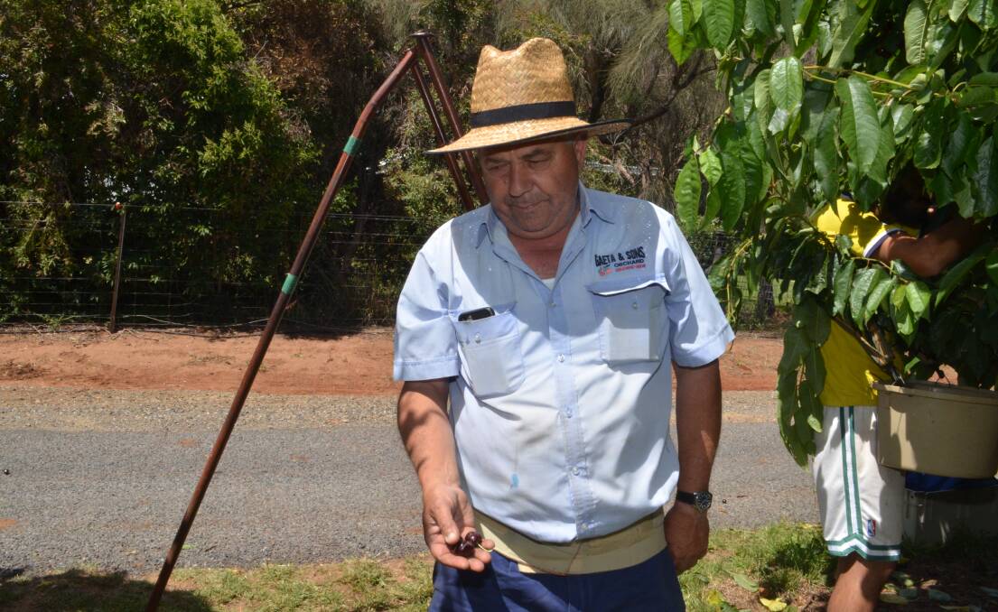 GROWER: Guy Gaeta with fruit that was damaged by hail last month. Photo: DAVID FITZSIMONS