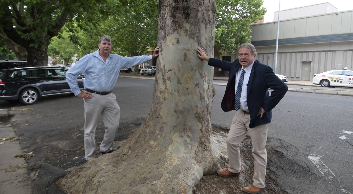 WORTH FIGHTING FOR: Councillors Glenn Taylor (left) and Kevin Duffy have vowed to save the old trees facing removal in Anson Street. Photos: JUDE KEOGH