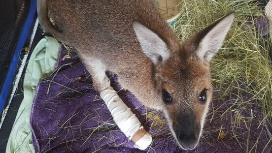 RECOVERING: An eastern grey joey. Photo: Supplied