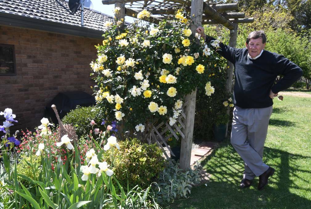 COLOUR: Gardening expert Reg Kidd says now is the time to be pruning your roses. Photo: JUDE KEOGH