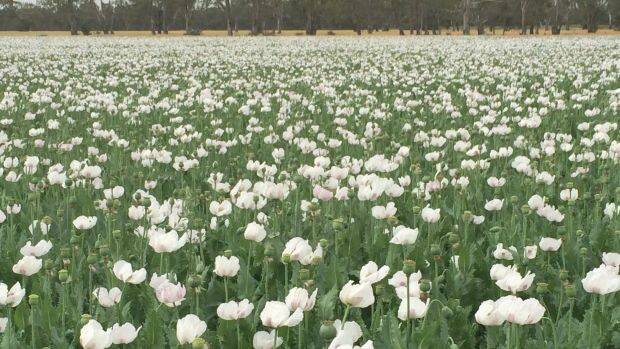 POPPIES: Crops are now being grown in NSW, Victoria and Tasmania.