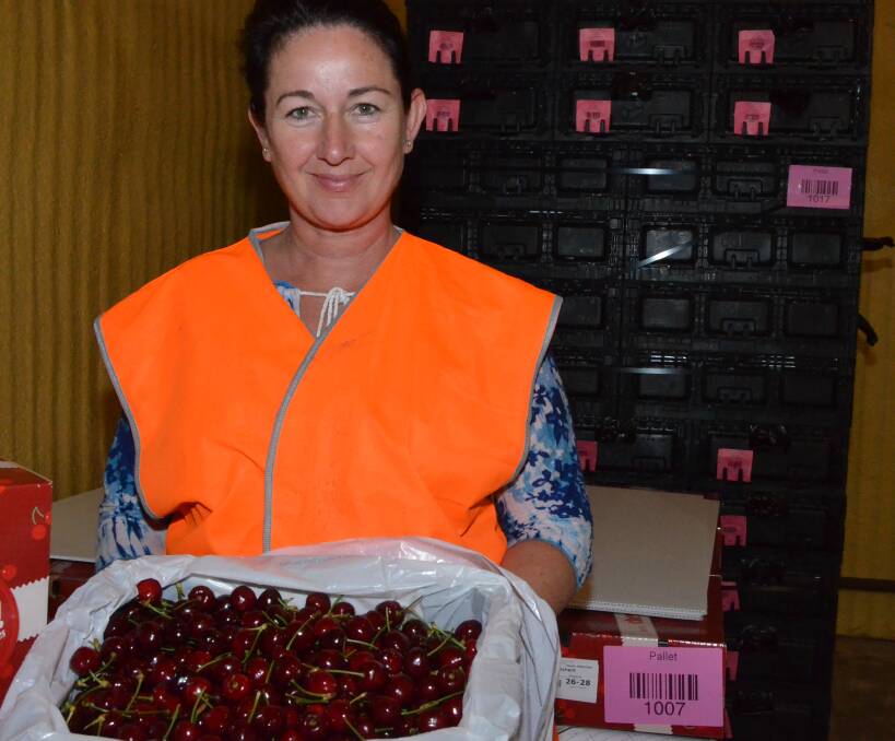 CHERRY RIPE: Cherry grower Fiona Hall is pleased with the backpacker tax compromise but still worried about a lack of pickers for Orange cherry crops. Photo: DAVID FITZSIMONS