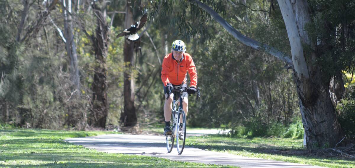 UNDER ATTACK: A magpie swoops down to try to scare cyclist Noel McKay away from a nest in Orange. Photo: JUDE KEOGH