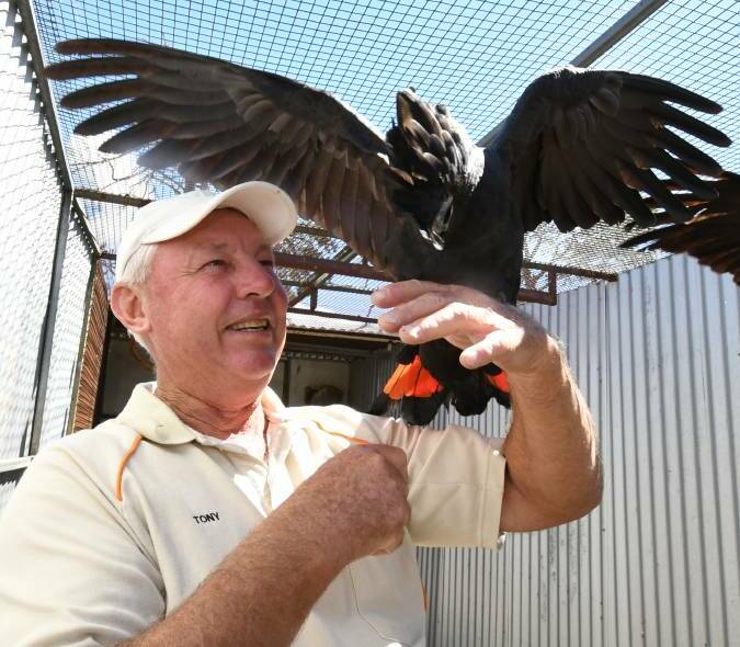 BIG BIRD: Tony Ford holds a red tail cockatoo. Many different breeds of birds will be on show at the Orange Bird Sale on Saturday.
