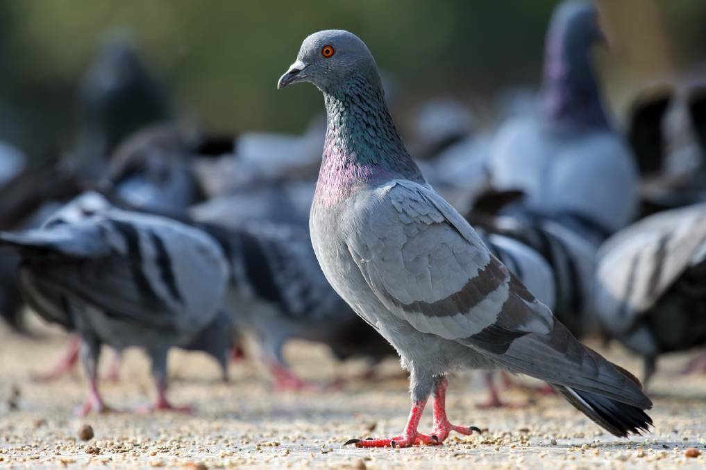 HELLO ORANGE: Pigeon numbers are increasing in the CBD and suburbs.