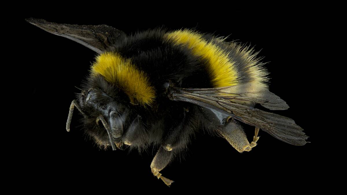 PART OF COLLECTION: A European bumble bee found in Tasmania.