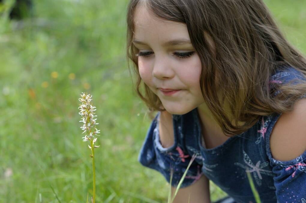 NEW GROWTH: Paige Foster Gilbey, 5, of Molong admires the rare Canobolas Leek Orchid that has been discovered on Mount Canobolas. Photo: Supplied