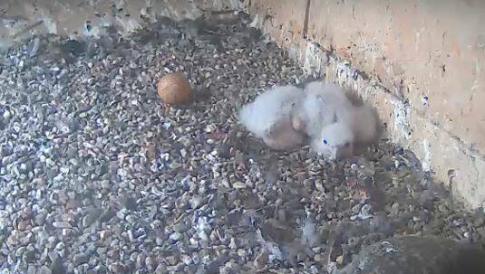 HELLO WORLD: The two chicks, and the third unhatched egg, in the nest. Photo: Falconcam Project