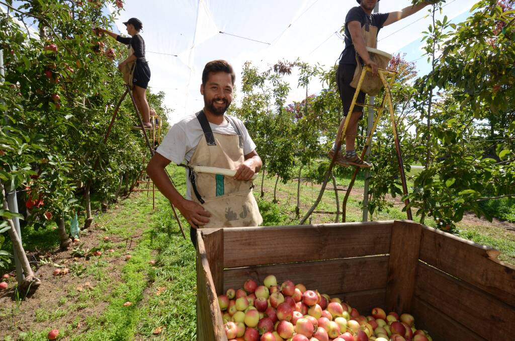 FRESH FRUIT: AJ Busman and other staff pick apples at the Canobolas Road Bite Riot orchard this week. Photo: JUDE KEOGH
