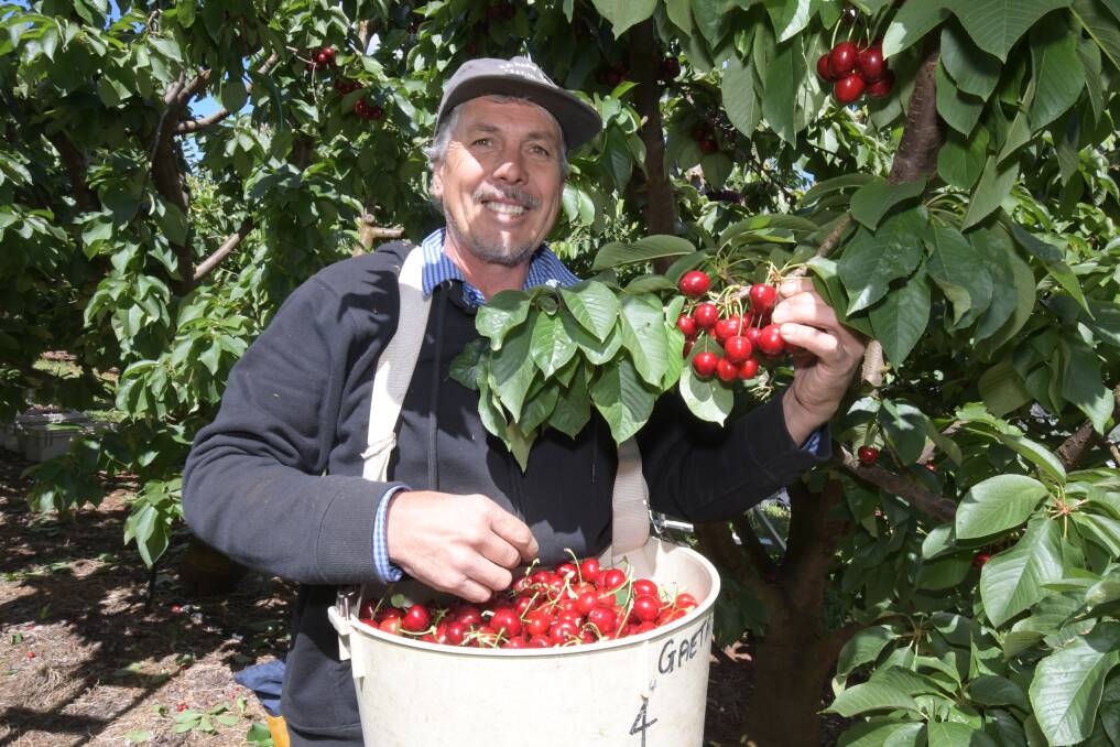 GOOD CROP: Professional picker Michael Berquist at the Gaeta and Sons Orchard. Photo: JUDE KEOGH