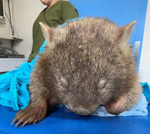 RESCUED: A wombat rescued from the Blue Mountains. Photo: Supplied