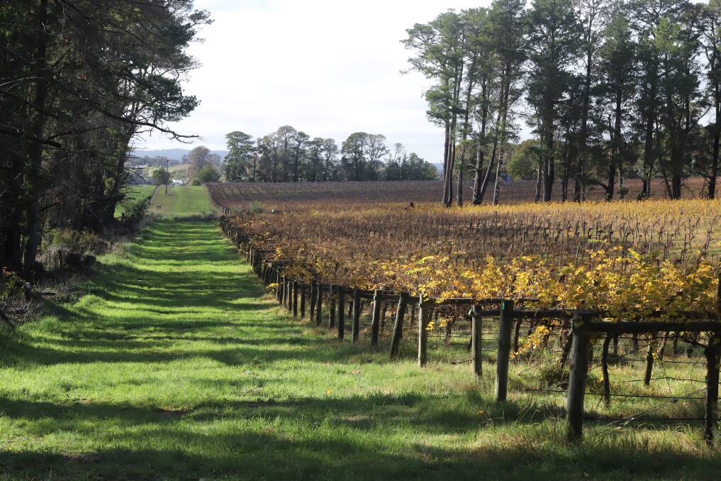 VINES: It's been a tough time for Orange region vineyards. Photo: CARLA FREEDMAN