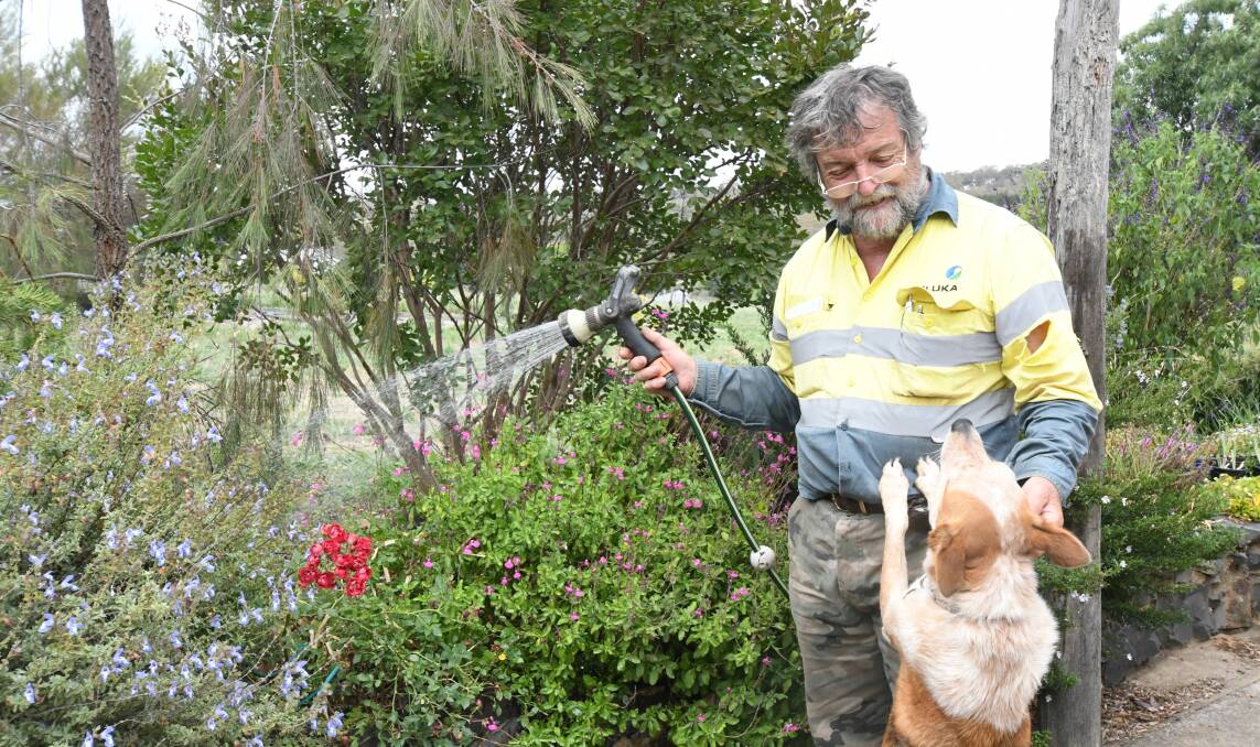 HAPPY GARDENING: Chris Mills with his dog Rosie uses tank water to spray his flowers and combat the damage created by summer's heat. Photo: CARLA FREEDMAN 1231cfgardening1