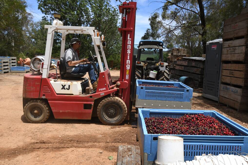 OFF TO MARKET: Tim Priest moves cherries at Borrodell. Photo: JUDE KEOGH
