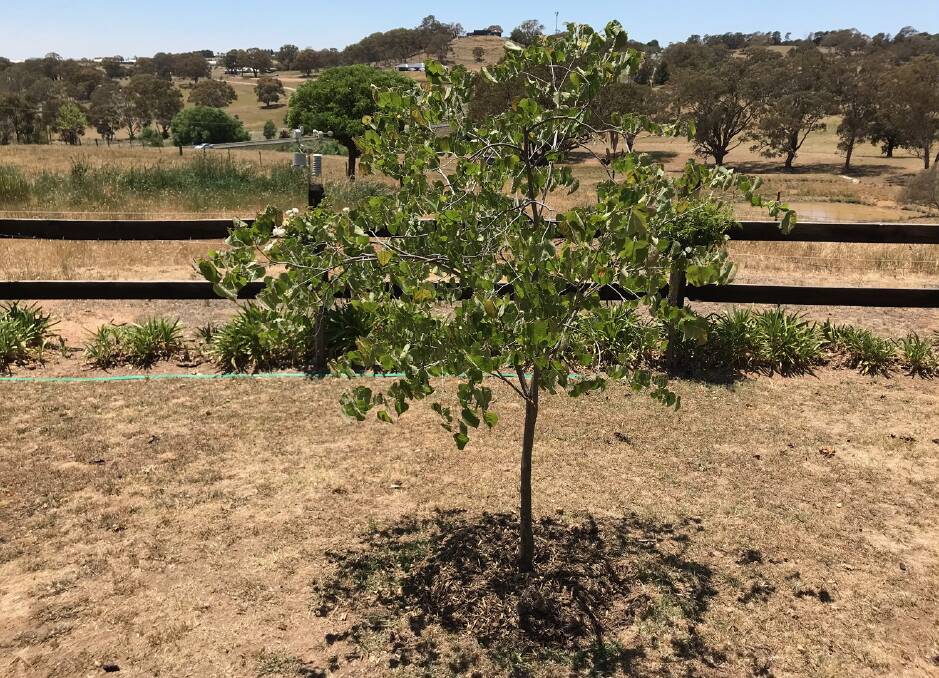 HEALTHY: Trees can survive with mulching. Photo: Supplied