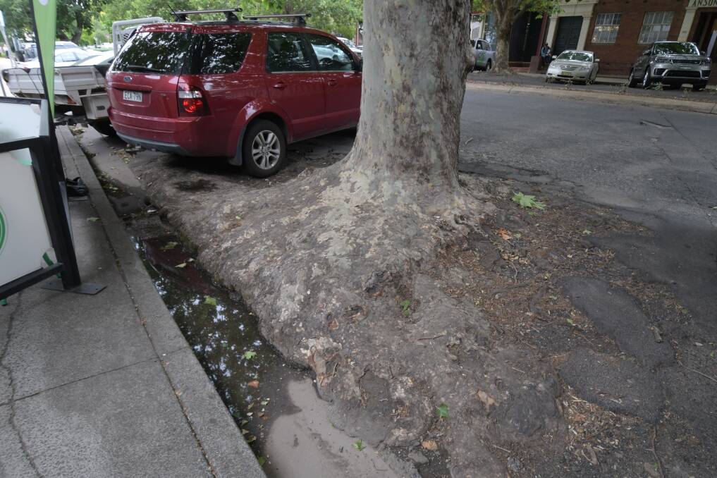DAMAGE: Tree roots in Anson Street.