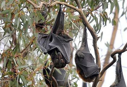 STAYING AWAY: Bats have been frequent visitors to the region.