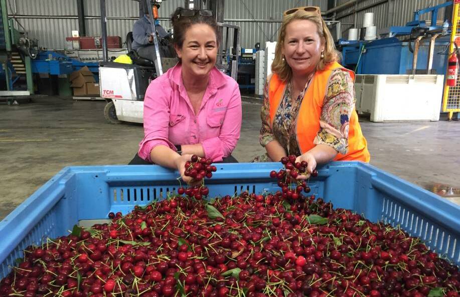 CHERRY RIPE: Fiona Hall with Kate Lorimer-Ward from the Department of Primary Industries in the cherry processing shed during a previous harvest.