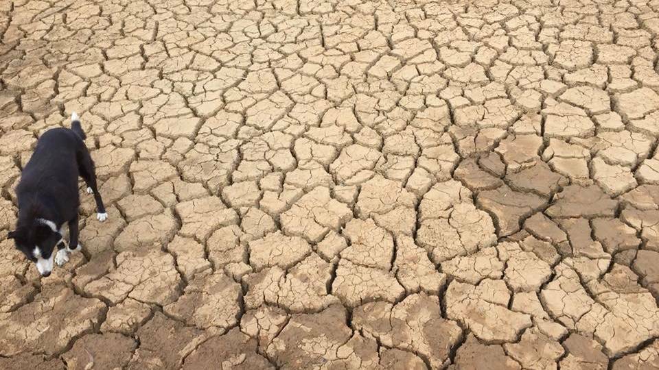 NO RAIN: Planning to help farmers tackle future droughts is underway. Photo: Supplied, Peter Snow