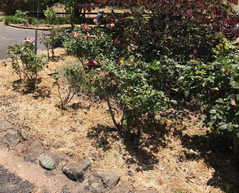 HEALTHY: Plants and shrubs can still thrive with mulching. Photo: Supplied