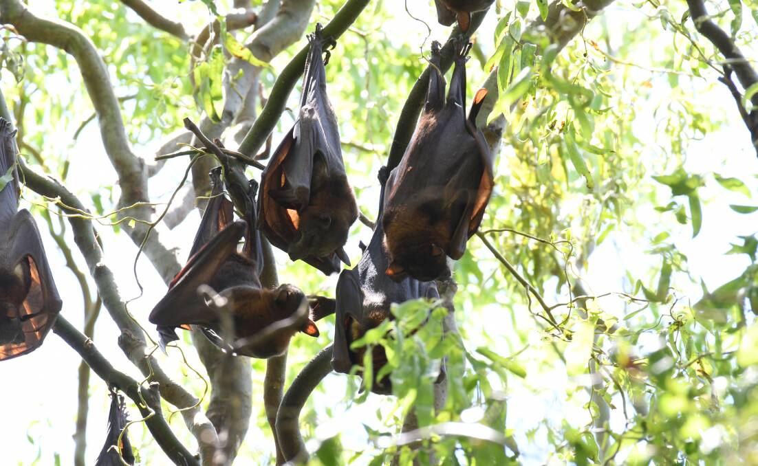 BACK IN TOWN: Flying foxes in trees on Ploughmans Lane. Photo: JUDE KEOGH 0104jkbats1