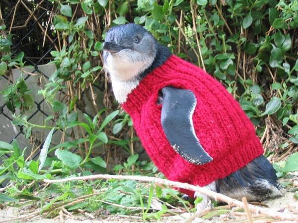 CUTE: You can help penguins by knitting a jumper. Photo: Supplied