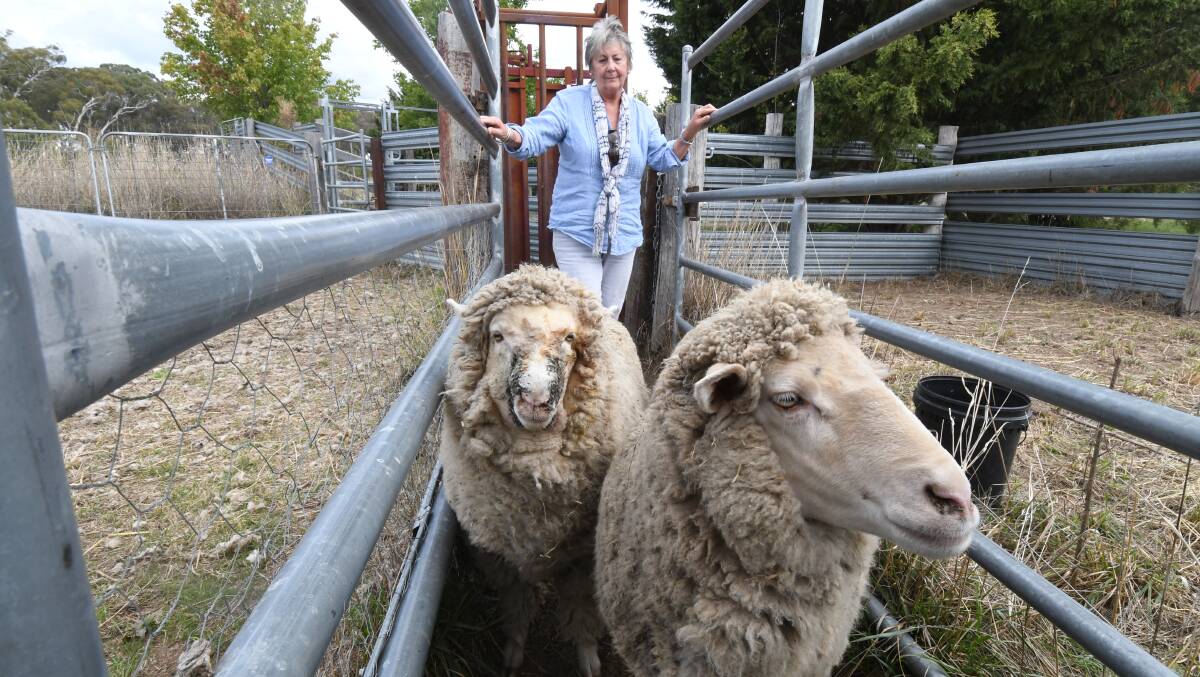 WORRIED: Felicia Coles with two of her Polwarth sheep that are recovering after being attacked by dogs. Photo: JUDE KEOGH 0329jksheep1