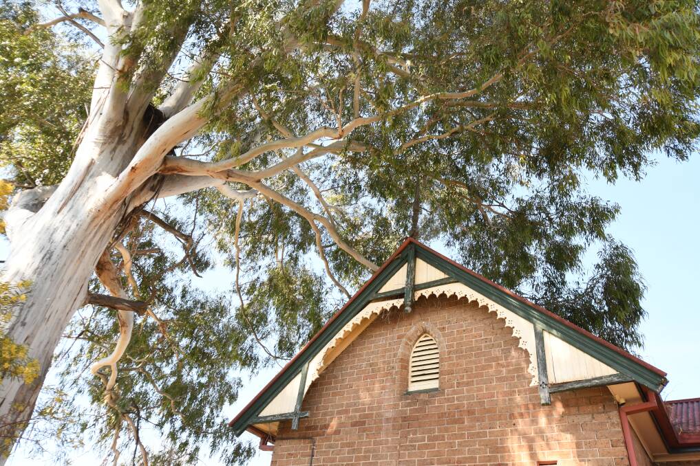 HUGE TREE: The candlebark gum towers over the building. Photo: CARLA FREEDMAN