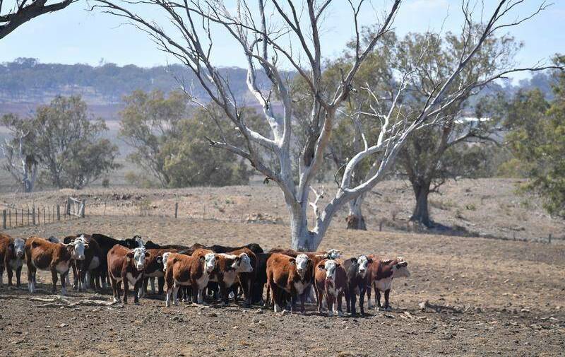 TOUGH TIMES: Farmers have been decreasing their livestock holdings as the drought continues.