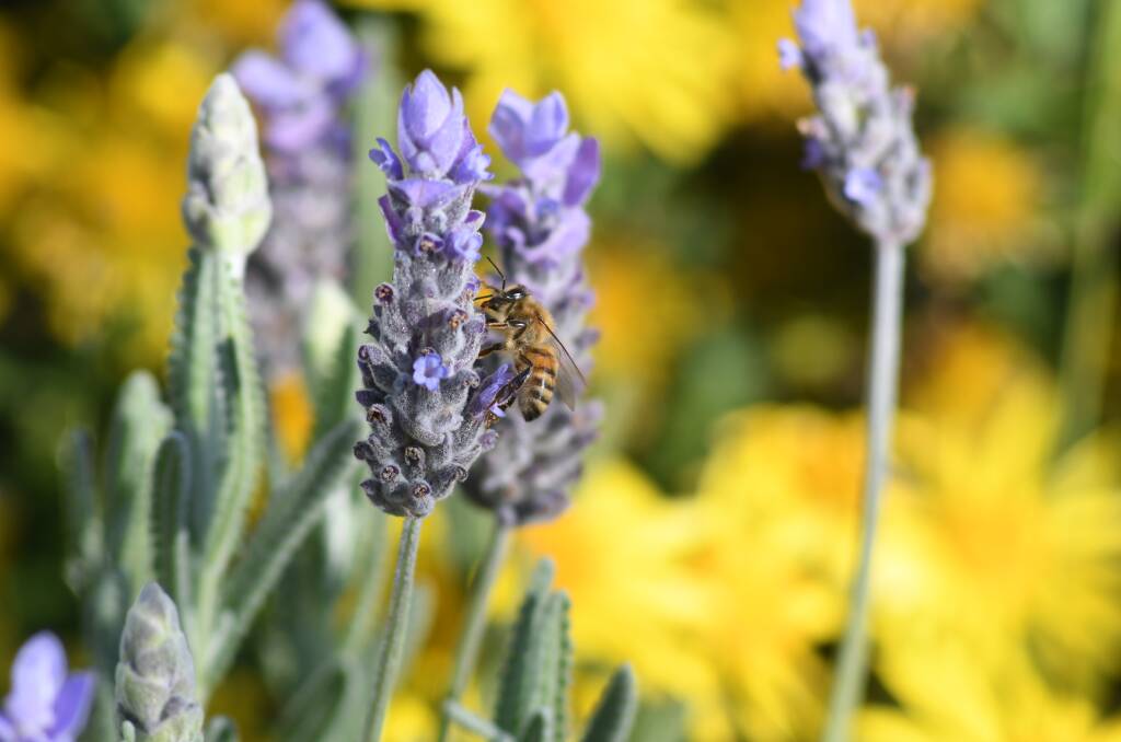 WHAT'S THE BUZZ: Bees are still active in Orange despite the cooler weather. Photo: JUDE KEOGH