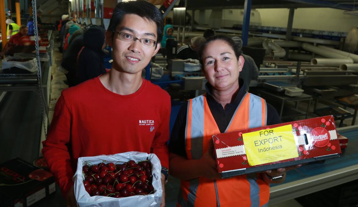 EXPORT ENERGY: Orange orchard owner Vincent Chen with NSW Cherry Growers president Fiona Hall at her Caernarvon packing shed. Photo: PHIL BLATCH