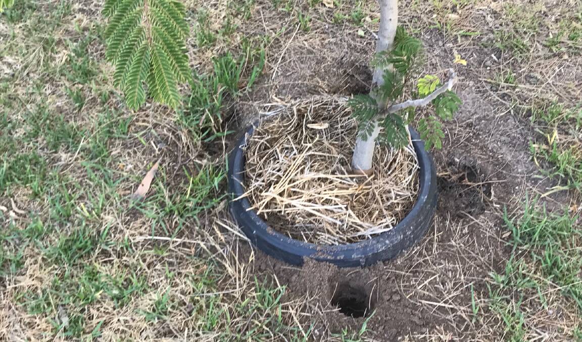 HOW TO DO IT: Drill the holes next to the tree or shrub to get water storing crystals close to the root system.