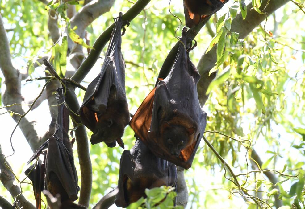 WE'RE BACK: Flying foxes spotted hanging around in trees on Ploughmans Lane on Friday afternoon. Photo: JUDE KEOGH 0104jkbats2