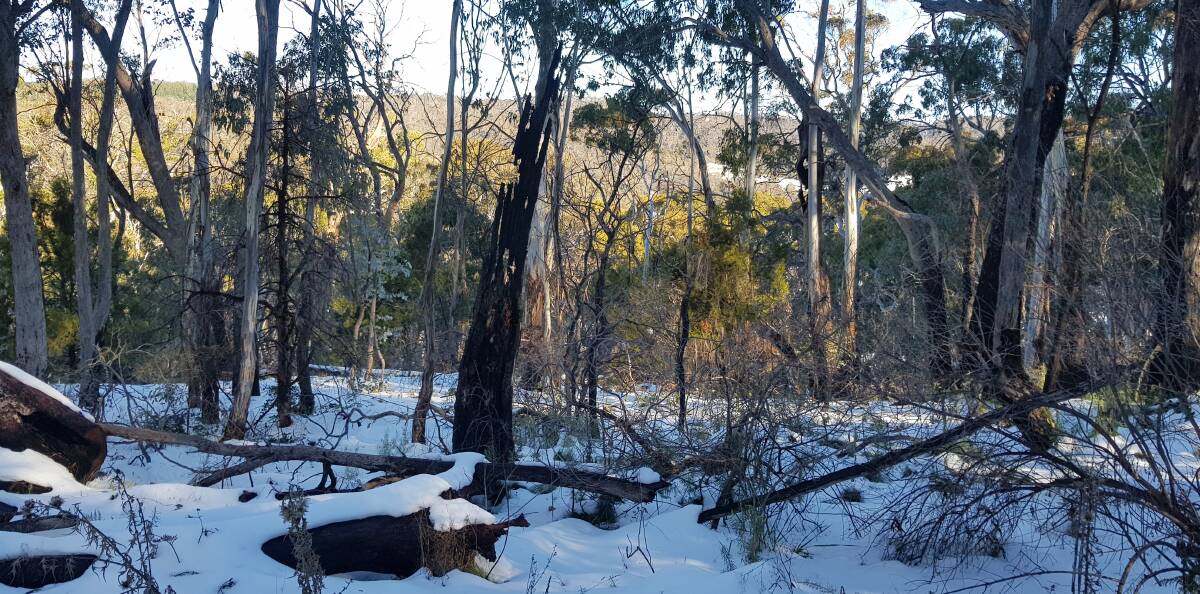 FORCES OF NATURE: Trees burnt in the February 2018 fire are now surrounded by snow on Mount Canobolas. Photo: DAVID FITZSIMONS