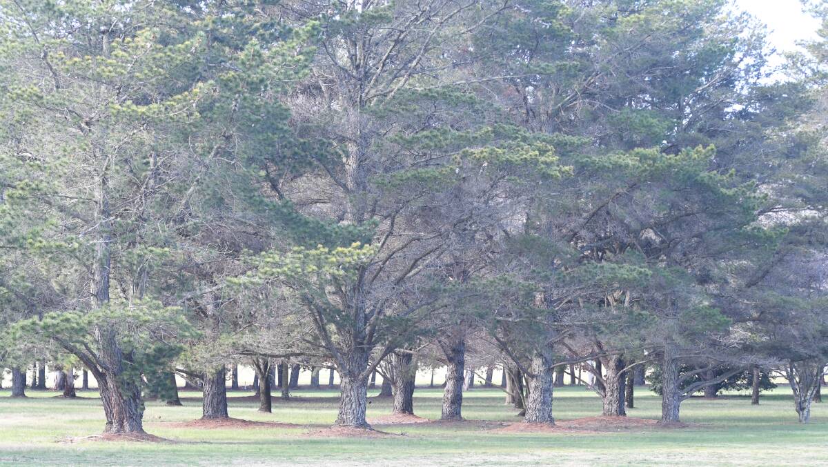 TIME TO GO: Pine trees were planted around the golf course to define the fairways about 50 years ago. Photo: JUDE KEOGH