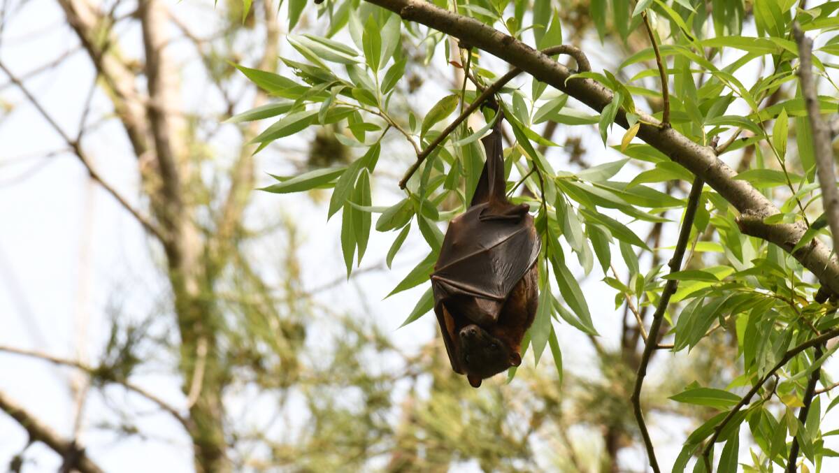 WRAPPED UP: A flying fox in a tree on Ploughmans Lane. Photo: CARLA FREEDMAN