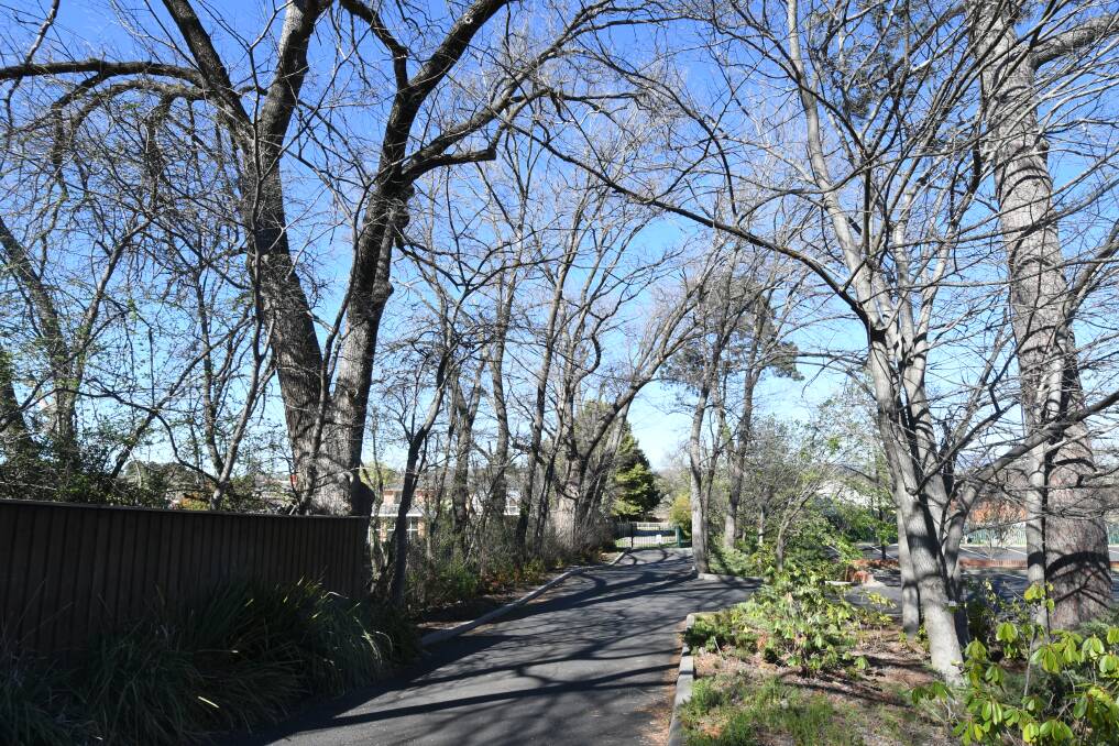 DANGEROUS: Some of the 13 elm trees off Bathurst Road that are under threat of being cut down under a development application. Photo: CARLA FREEDMAN 1007cfkws2