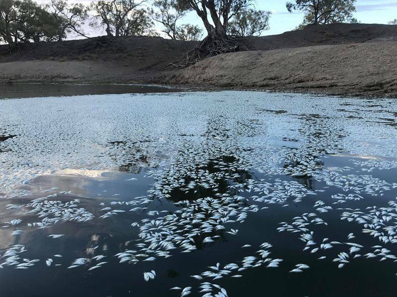 MASS DEATHS: The scene at Menindee earlier this year.