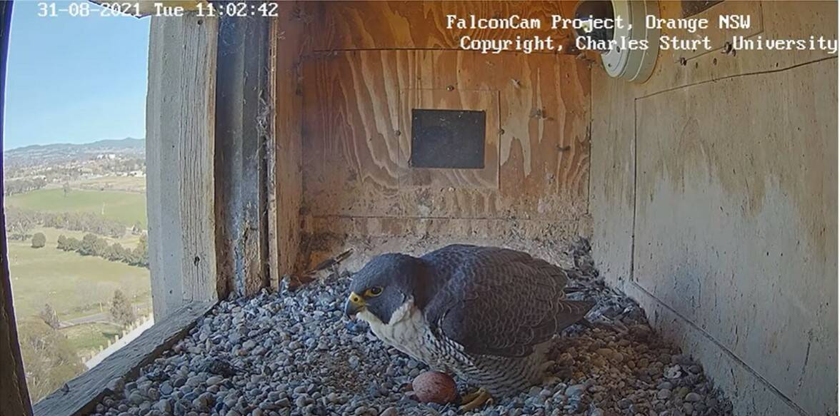 TOWER NEST: Peregrine falcon Diamond with her first egg in the nest in the tower at CSU as seen on the university webcam.