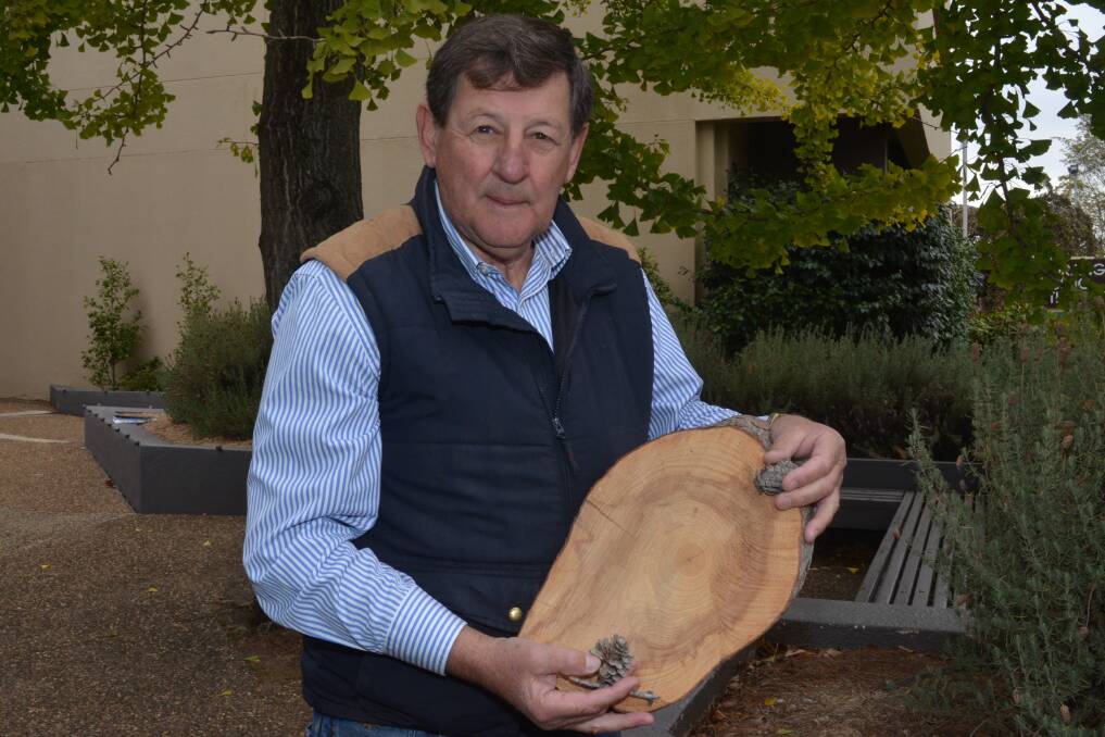 HISTORY: Mayor Reg Kidd with a cross-section of the trunk and cones from a Lone Pine-descendant tree planted in Inverell that had to be cut down. Photo: DAVID FITZSIMONS 0508dfpine2