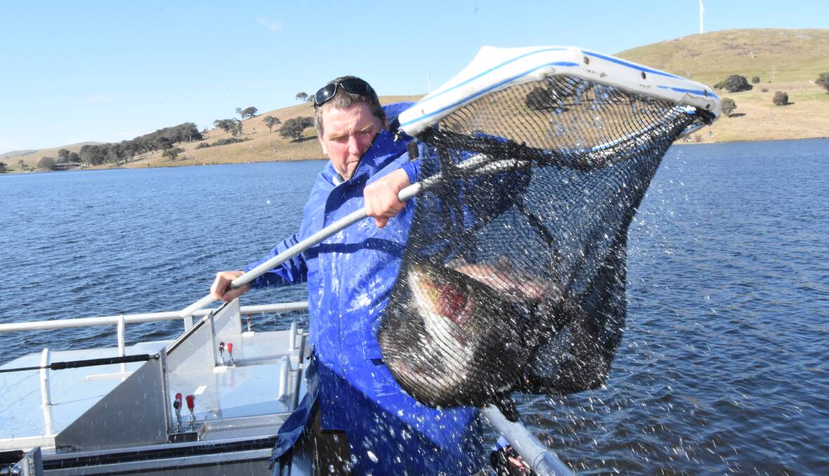 GALLERY: Fish released into Carcoar Dam