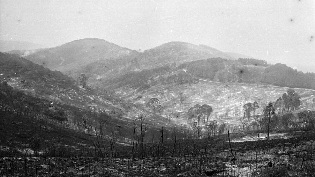 BURNT OUT: The Mount Canobolas landscape after the January 1985 fire. Photo: ORANGE AND DISTRICT HISTORICAL SOCIETY