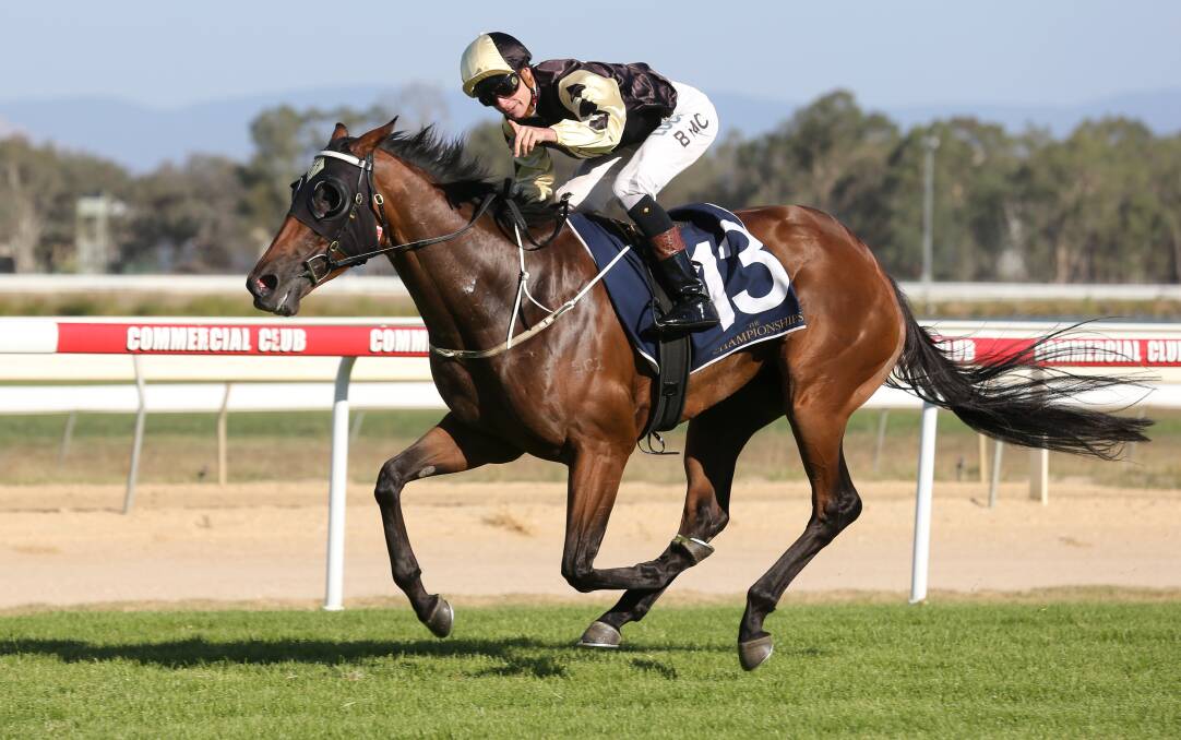 BATHURST BOUND: Triple Country Championships contender Bennelong Dancer will chase glory in Saturday's Bathurst RSL Soldier's Saddle. Photo: THE BORDER MAIL
