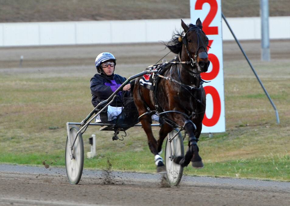 FLYING: Joeylew, with John O'Shea in the gig, left his rivals in his wake at the Bathurst Paceway on Wednesday. Photo: ANYA WHITELAW