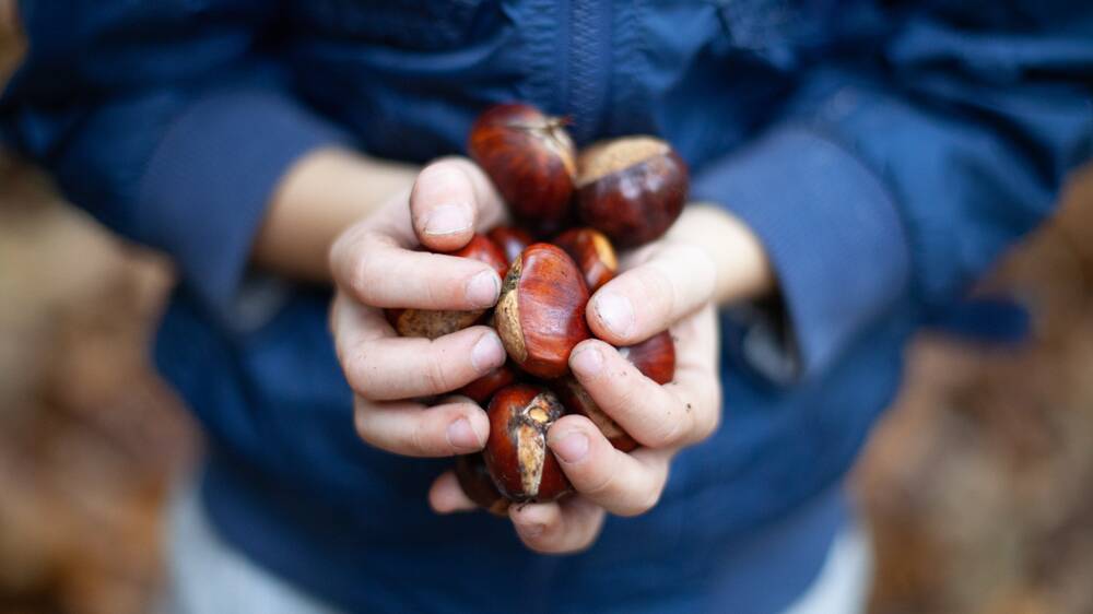 PICKING TIME: Get out and grab some chestnuts.