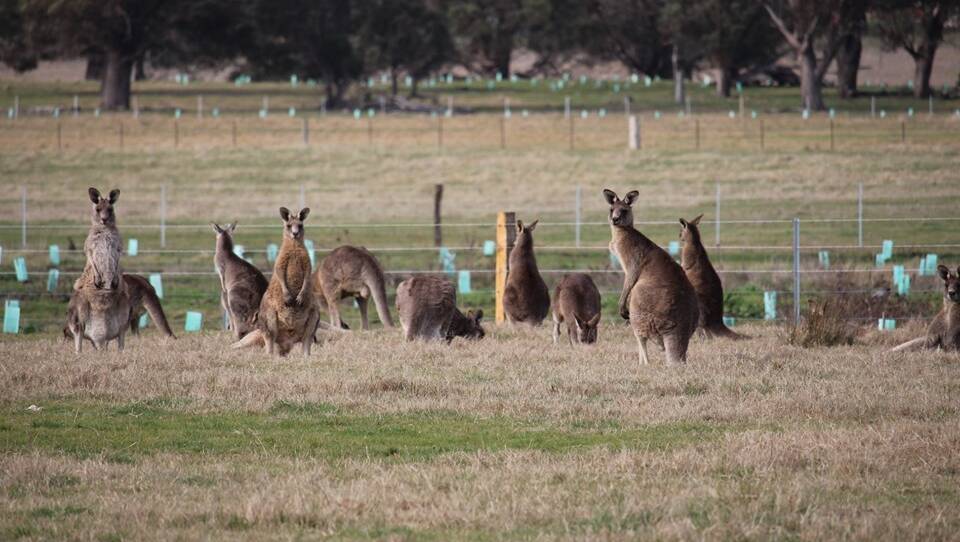 DANGER TO MOTORISTS: Kangaroos are the animals which collide with cars most frequently, the NRMA reports. FILE PHOTO
