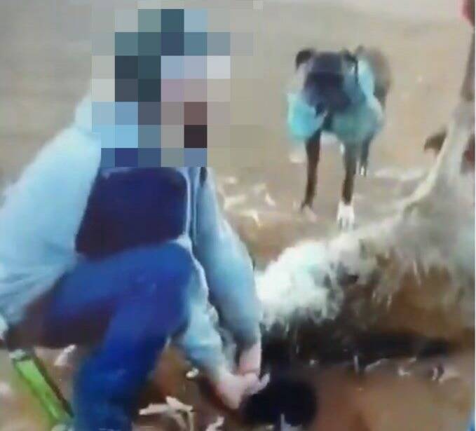 CONFRONTING VISION: A screenshot from the video which allegedly shows a man attacking an emu. Photo: NSW POLICE