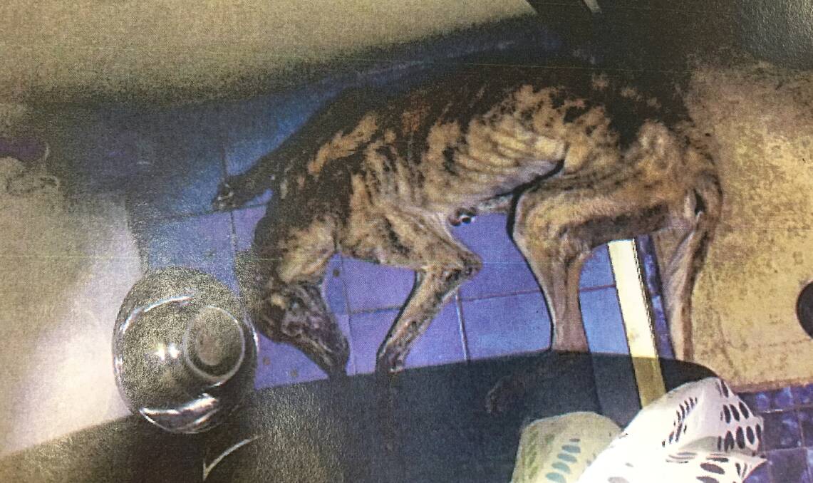 DYING: The three-year-old greyhound as police discovered her on Shane Polson's ensuite bathroom floor. Photo: SUPPLIED
