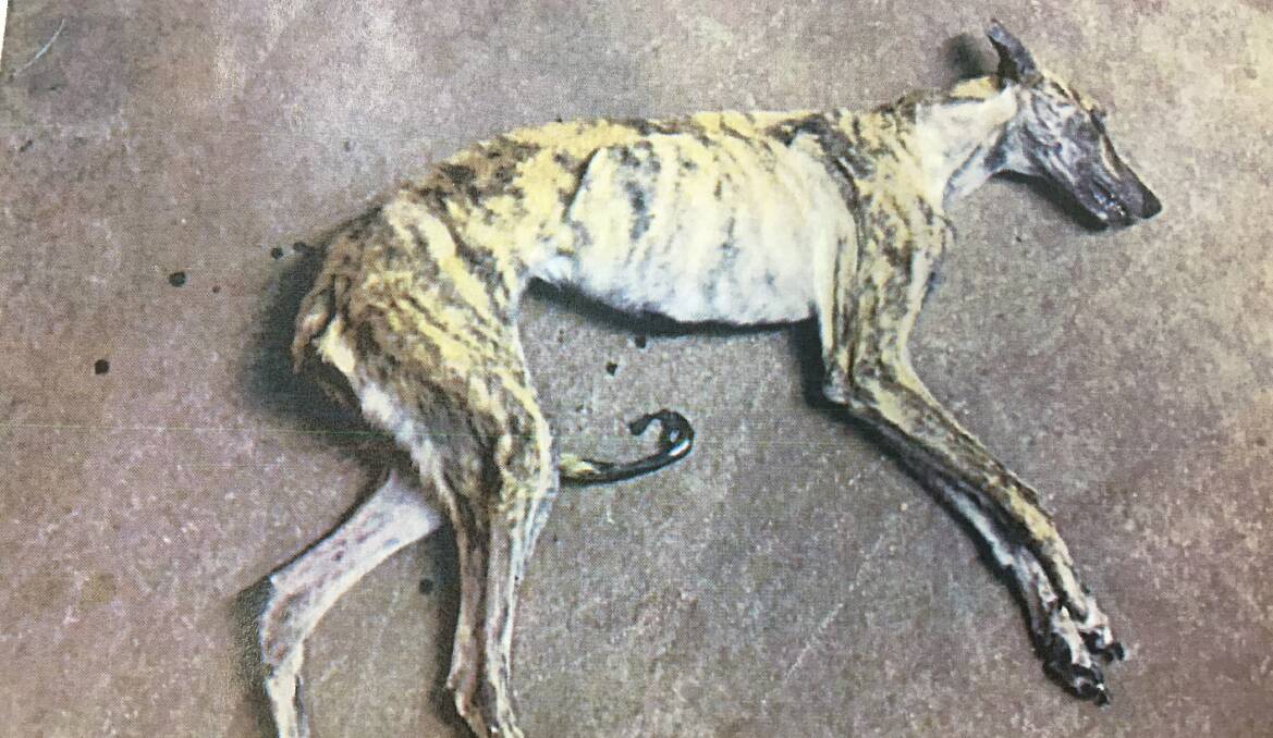 ANIMAL CRUELTY: The lifeless body of Polson's greyhound, shortly after she died in the back of a ranger's vehicle. Photo: SUPPLIED